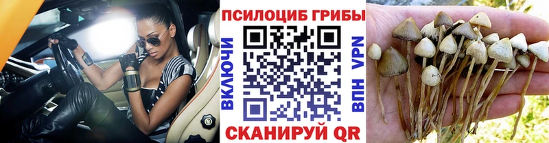 Псилоцибиновые грибы Cubensis  Купить  Туапсе 